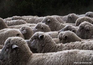 Wool Sheep To Isolate Your Home